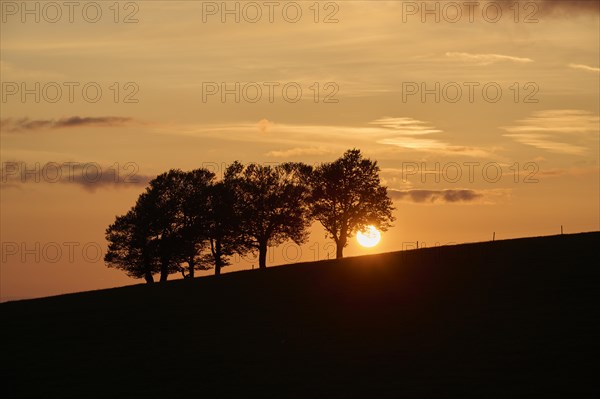 Wind beeches at sunset in spring