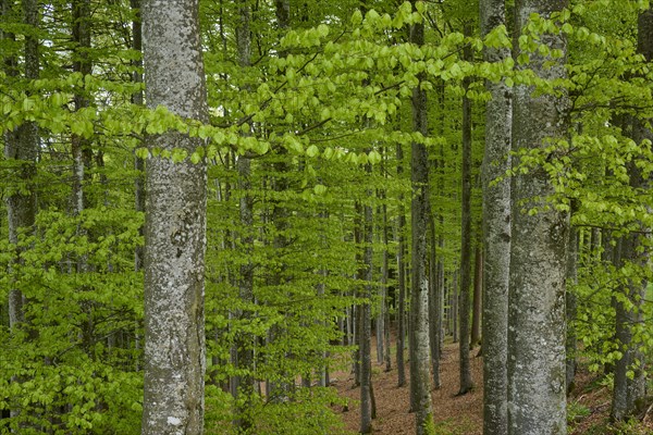 Copper beeches