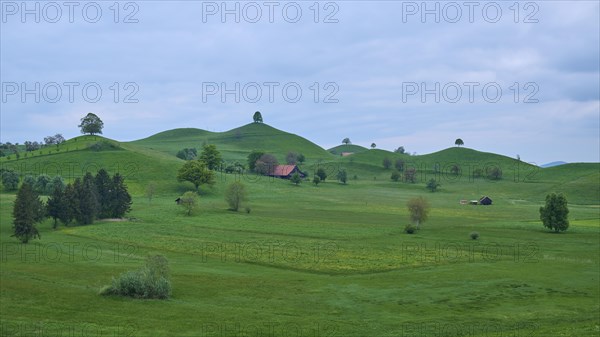 Green moraine hills landscape with meadows and lime trees and some small houses under a cloudy sky