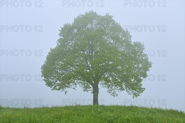 A single tree stands in the fog on a green meadow and conveys a calm atmosphere