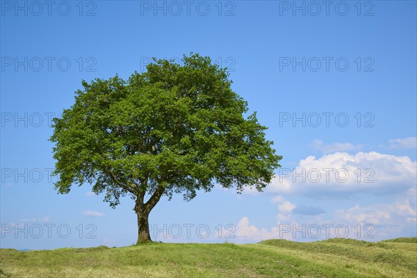 Single oak tree on a mown meadow under a blue sky with scattered clouds