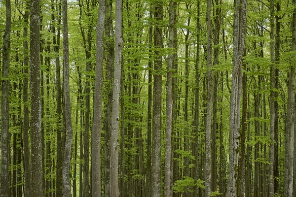 Copper beeches