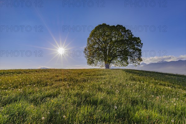 Peace lime tree