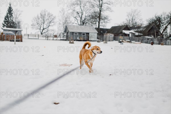 Cute red homeless mongrel playing outdoors in winter at an animal shelter
