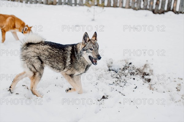 Siberian husky on a walk on a winter day in an animal shelter