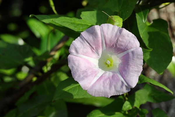 Common bindweed