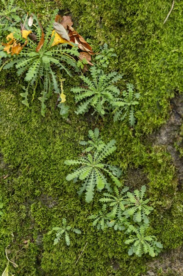 Herbs on the Donkey Trail to Drachenfels