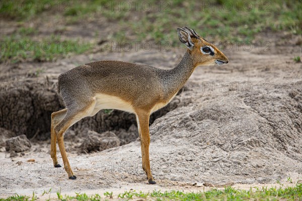 Kirkdikdik