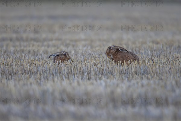 European brown hare