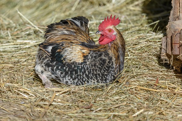 Farmyard rooster with colourful plumps lying in the hay in the sun