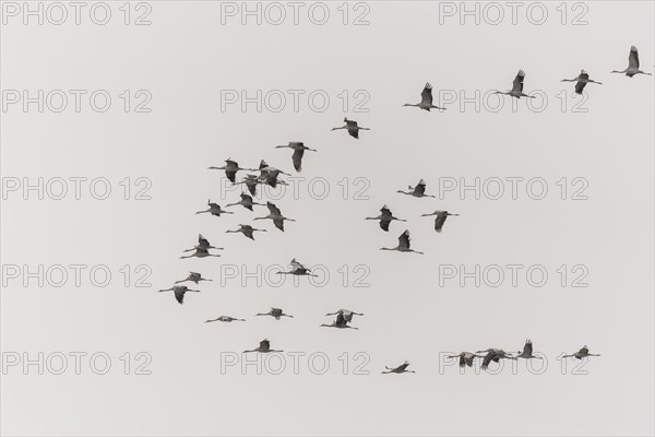 Triangle flight of common cranes