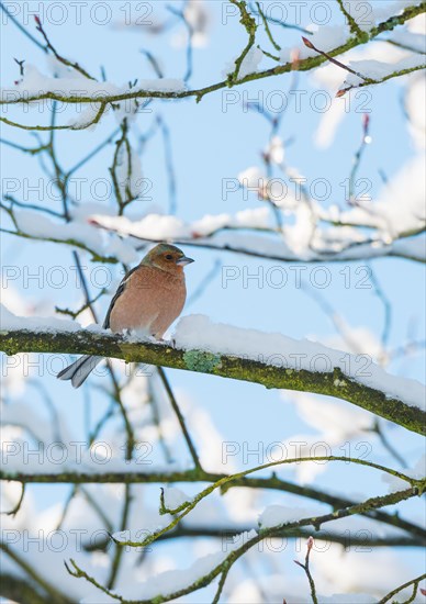 A common chaffinch