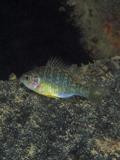 Pumpkinseed sunfish