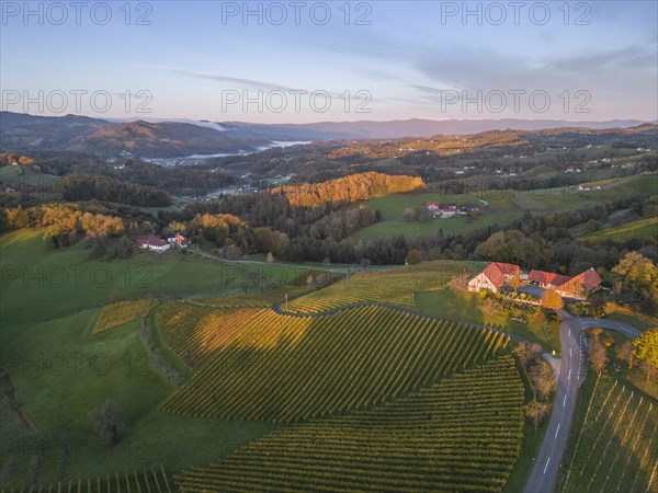 Aerial view of vineyards in the morning light