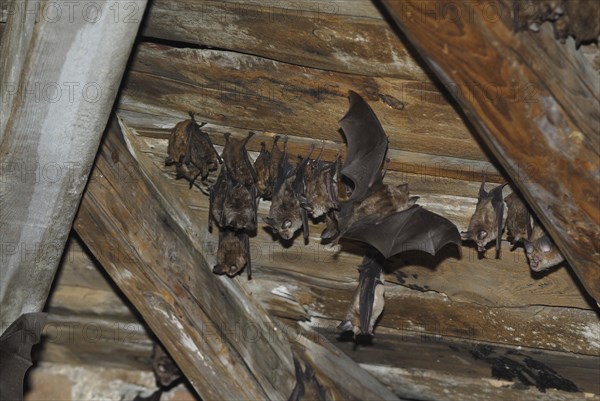 Lesser horseshoe bat