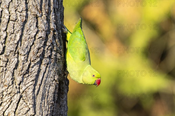 Rose-ringed parakeet