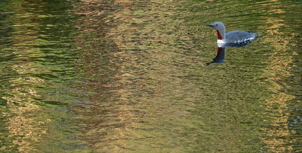 Red-throated diver