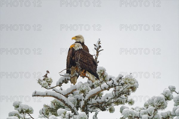 Two bald eagle