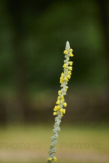 Great mullein