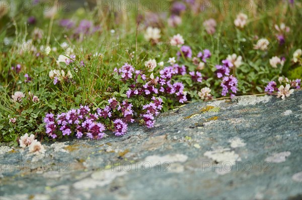 Wild thyme