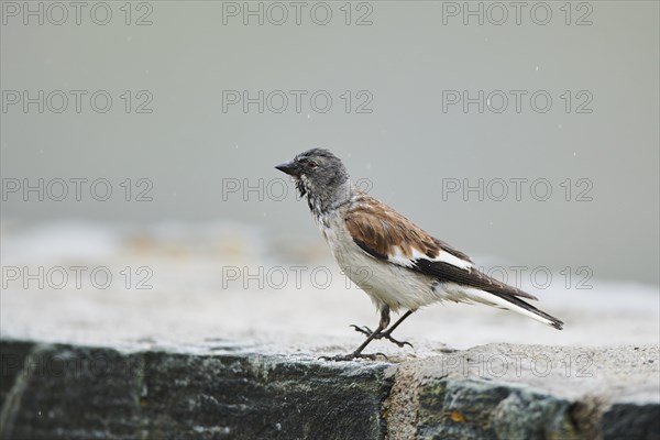 White-winged snowfinch