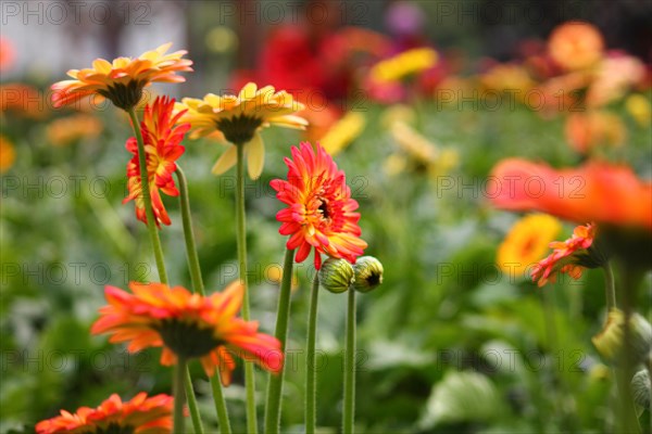 Orange and yellow gerbera daisies in full bloom with shallow depth of field
