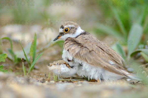 Little Ringed Plover