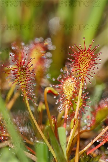 Oblong-leaved sundew