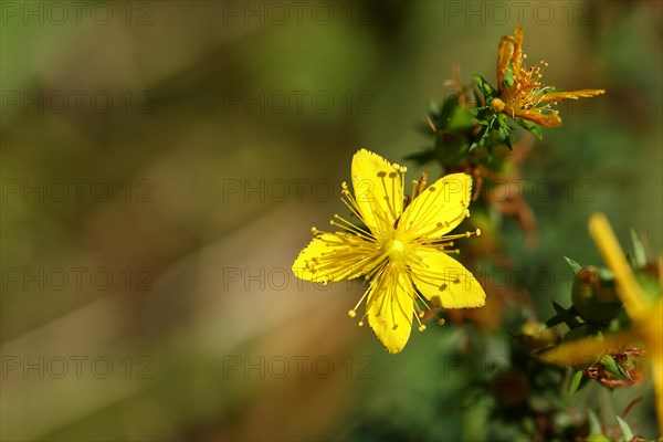 Common st john's wort