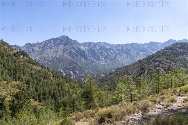 Sunny mountain landscape with lush green trees