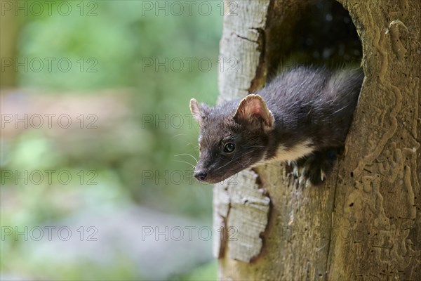 European pine marten