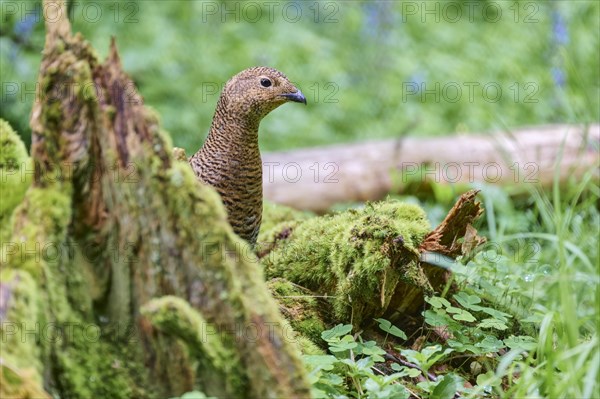 Black grouse