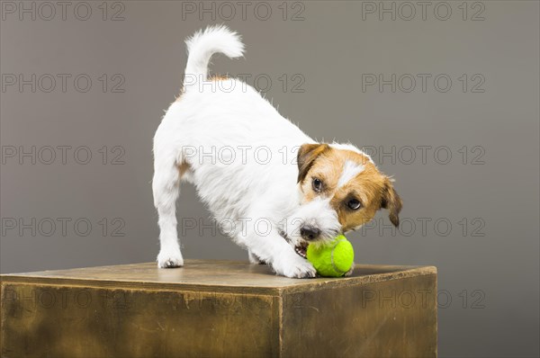 Purebred Jack Russell playing with a tennis ball.