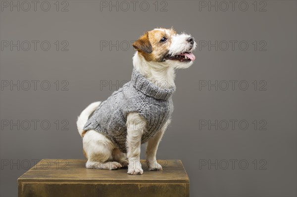 Charming Jack Russell posing in a studio in a warm gray sweater.