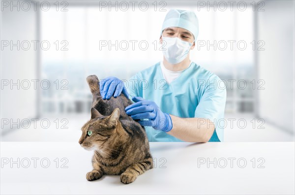 Veterinarian examines a cat on the table. Medical concept. Pets.