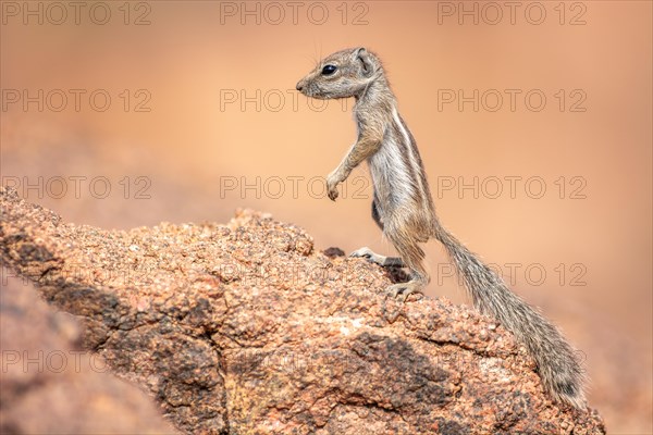 Barbary ground squirrel