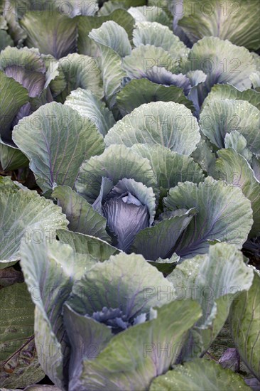 White cabbage