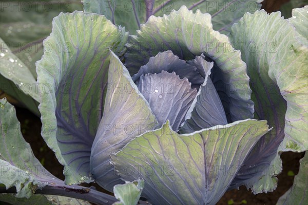 White cabbage