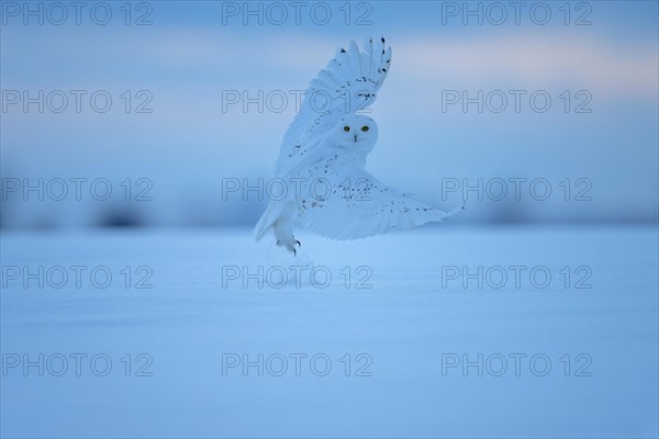 Male snowy owl