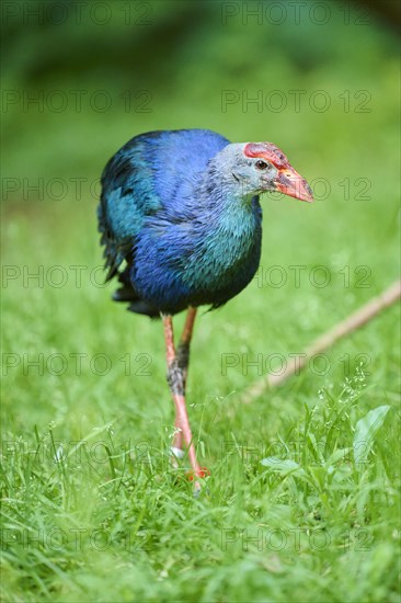 Western swamphen