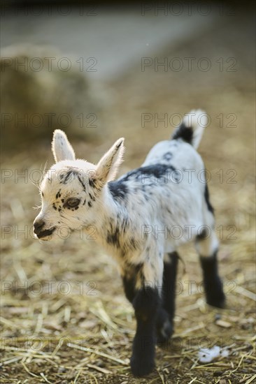 Domestic goat