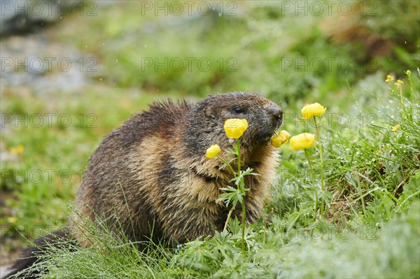 Alpine marmot