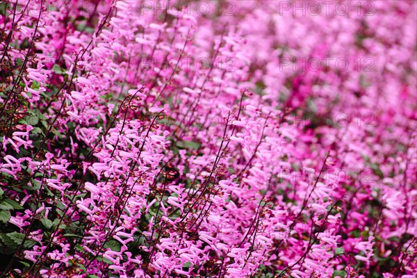 A sea of delicate pink flowers blanket the entire frame