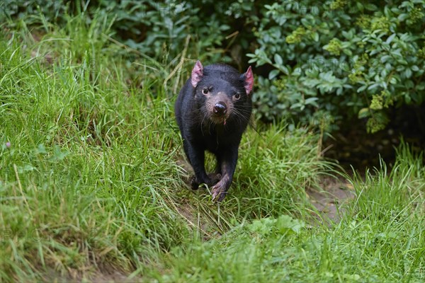 Tasmanian devil