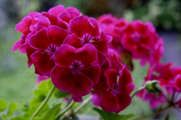 Geranium blossoms