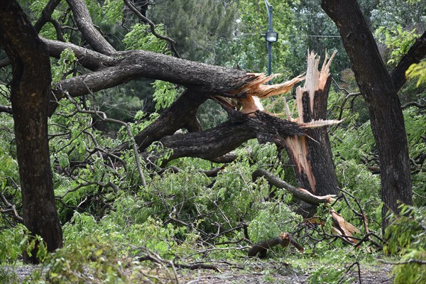 Broken and fallen trees of the species Tipu tree