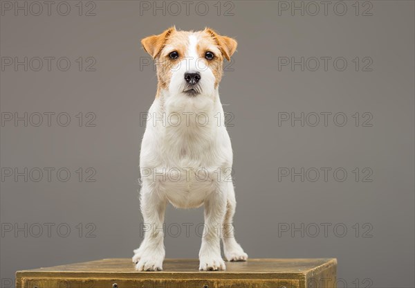 Purebred Jack Russell posing in the studio and looking at the camera.