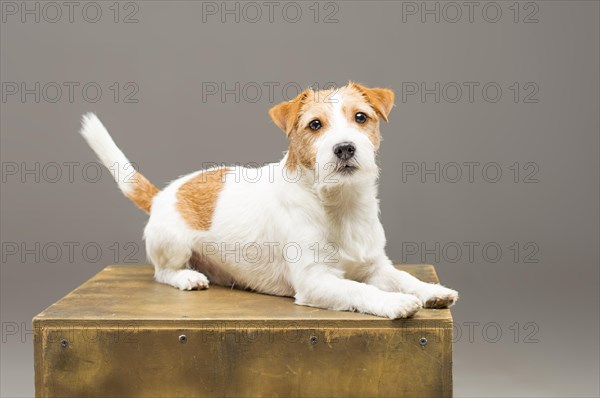 Purebred Jack Russell posing in the studio and looking at the camera.