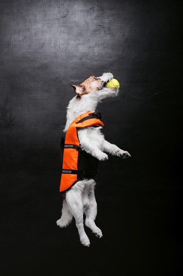 Purebred Jack Russell is played with the ball in the studio. Jumps up and catches him.