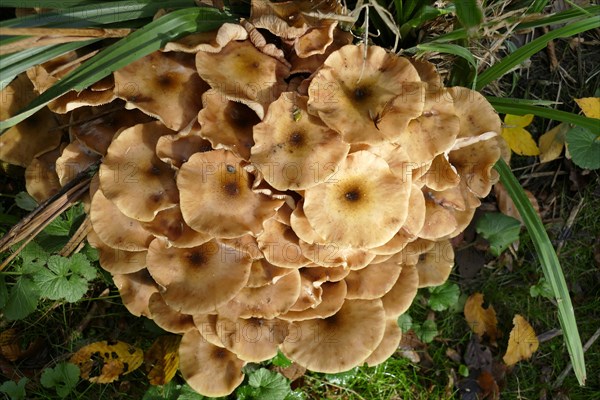 Ringless honey fungus